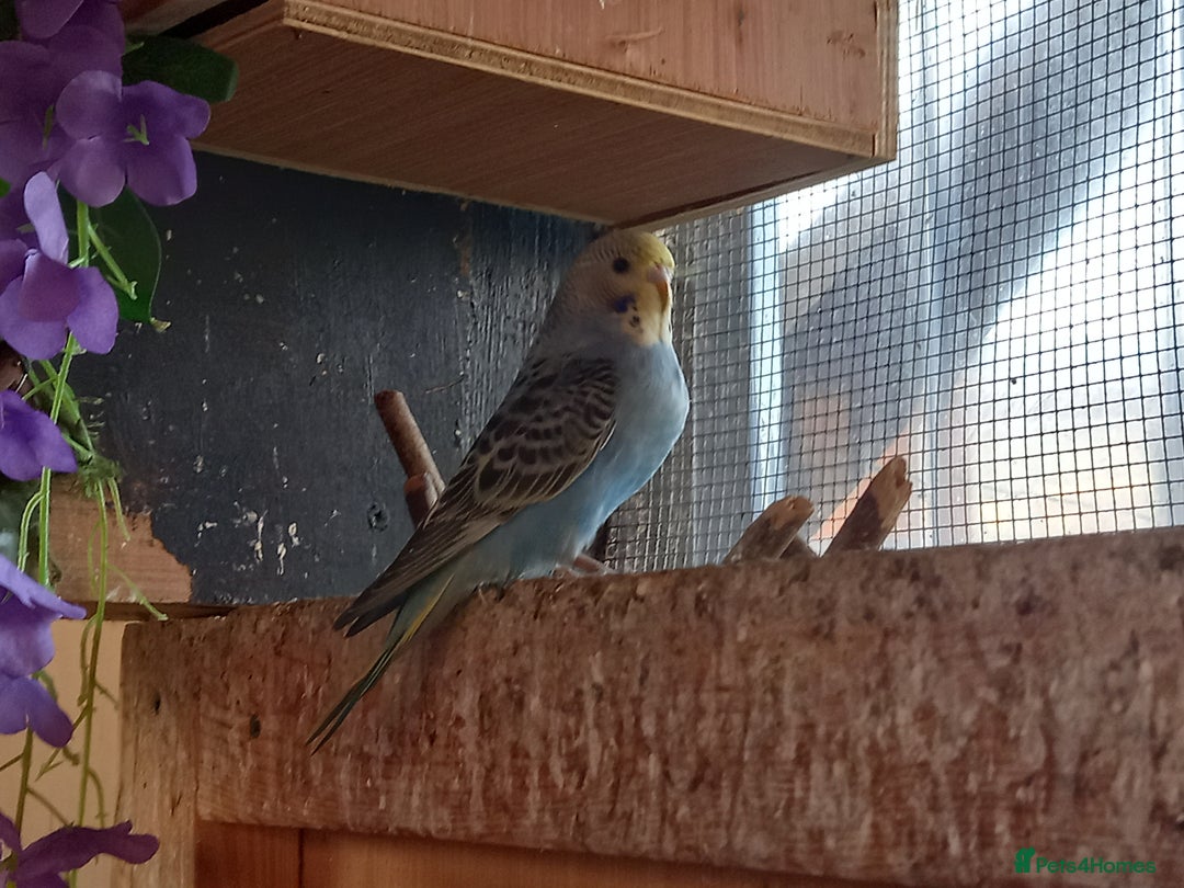 Budgerigars birds for sale: Beautiful baby budgies... - Image 9