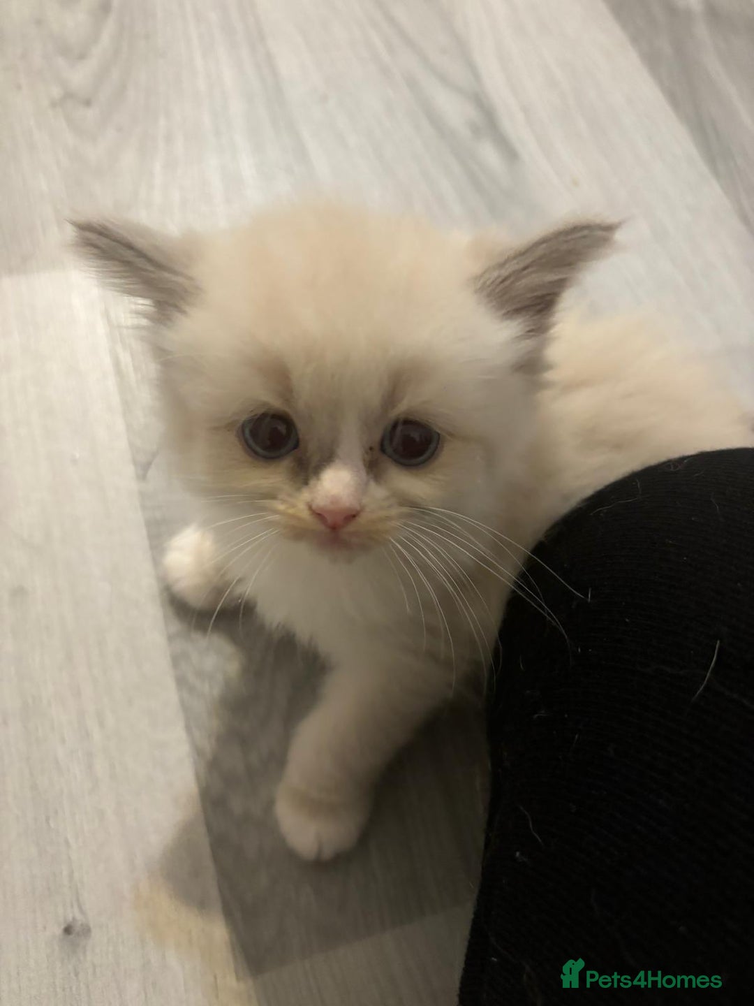 Ragdoll cats for sale: Ragdoll Kittens looking for loving new home - Image 9