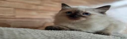 Ragdoll cats for sale: Pure Ragdoll Kittens  - Advert 6