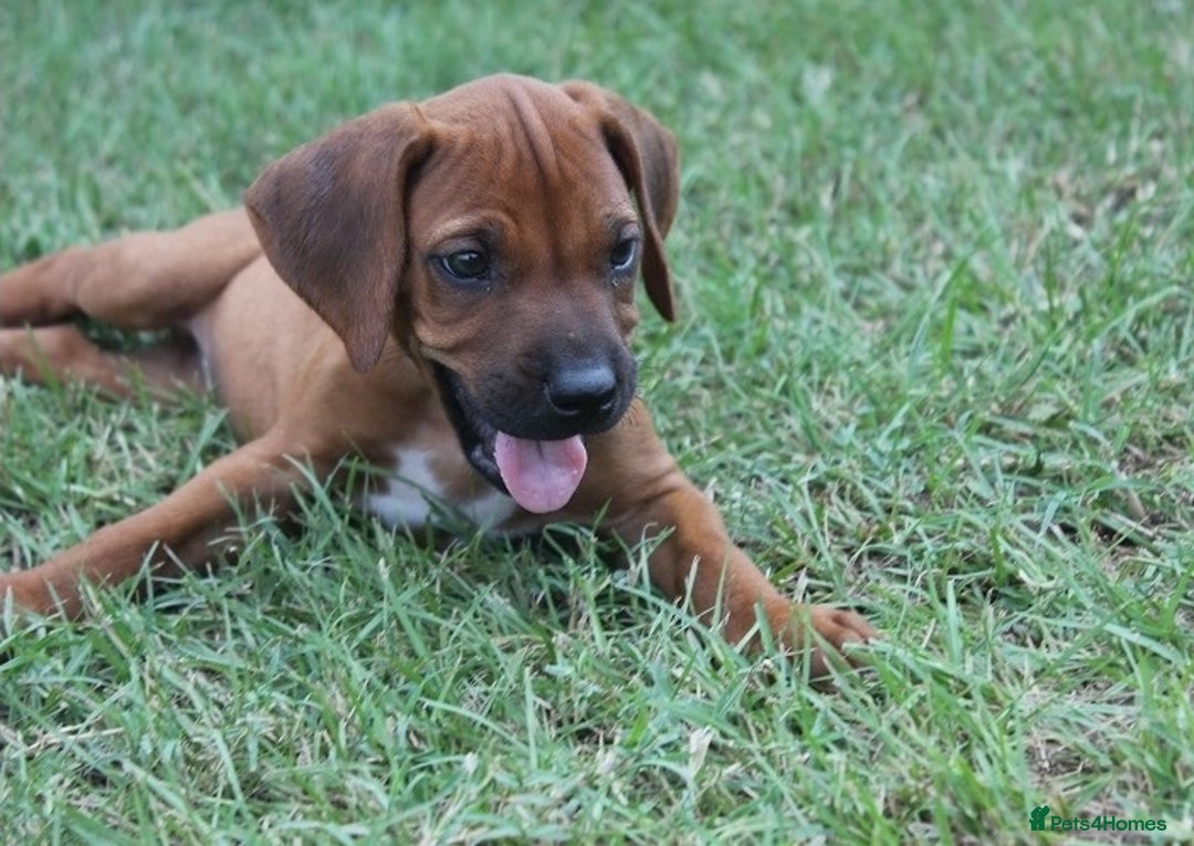 Rhodesian Ridgeback dogs for sale: Rhodesian Ridgeback Pups For Sale. - Image 4