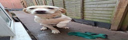 Labrador Retriever dogs for sale: Pluto 7 month old lab pup - Advert 2