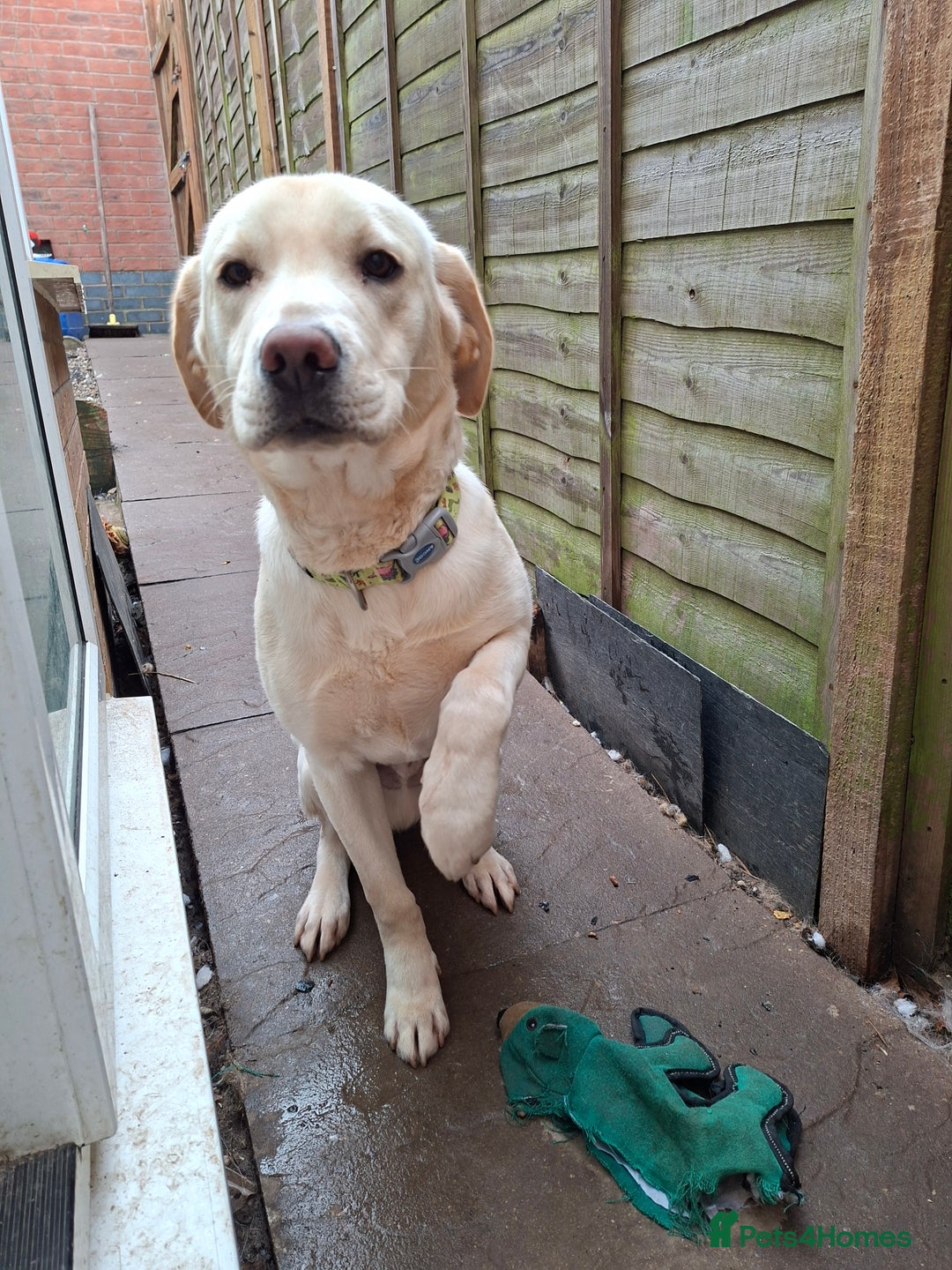 Labrador Retriever dogs for sale: Pluto 7 month old lab pup - Advert 2