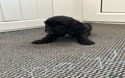 Cockapoo dogs for sale: Cockapoo puppies  - Image 2