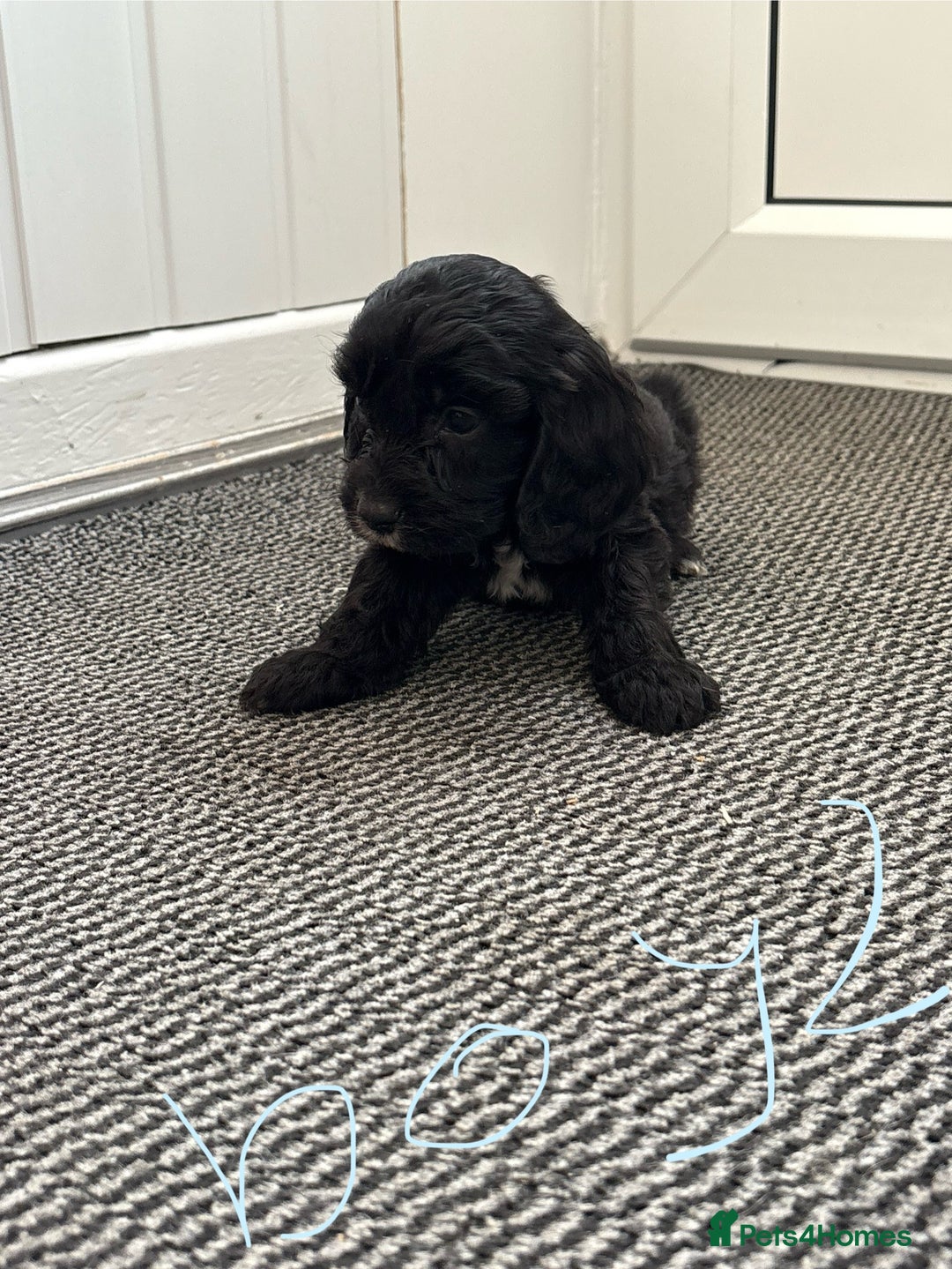Cockapoo dogs for sale: Cockapoo puppies  - Image 2