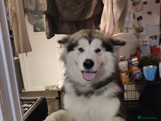 Alaskan Malamute dogs in Bathgate - Advert 1