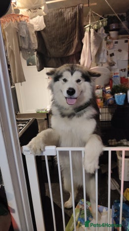 Alaskan Malamute dogs in Bathgate - Advert 1