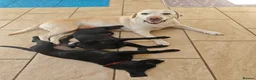 Labrador Retriever dogs for sale: Exceptional Home Raised Labrador Puppies - Advert 4