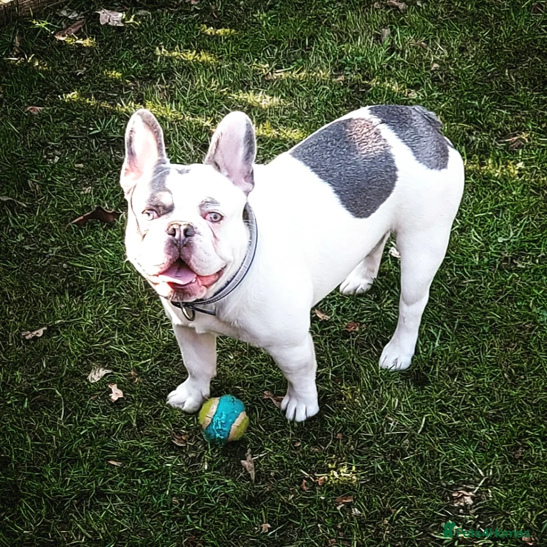 French Bulldog dogs for stud: French bulldog for stud  in Crook - Advert 2