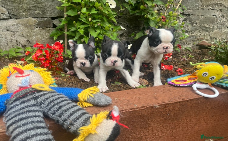 Boston Terrier dogs - Advert 2
