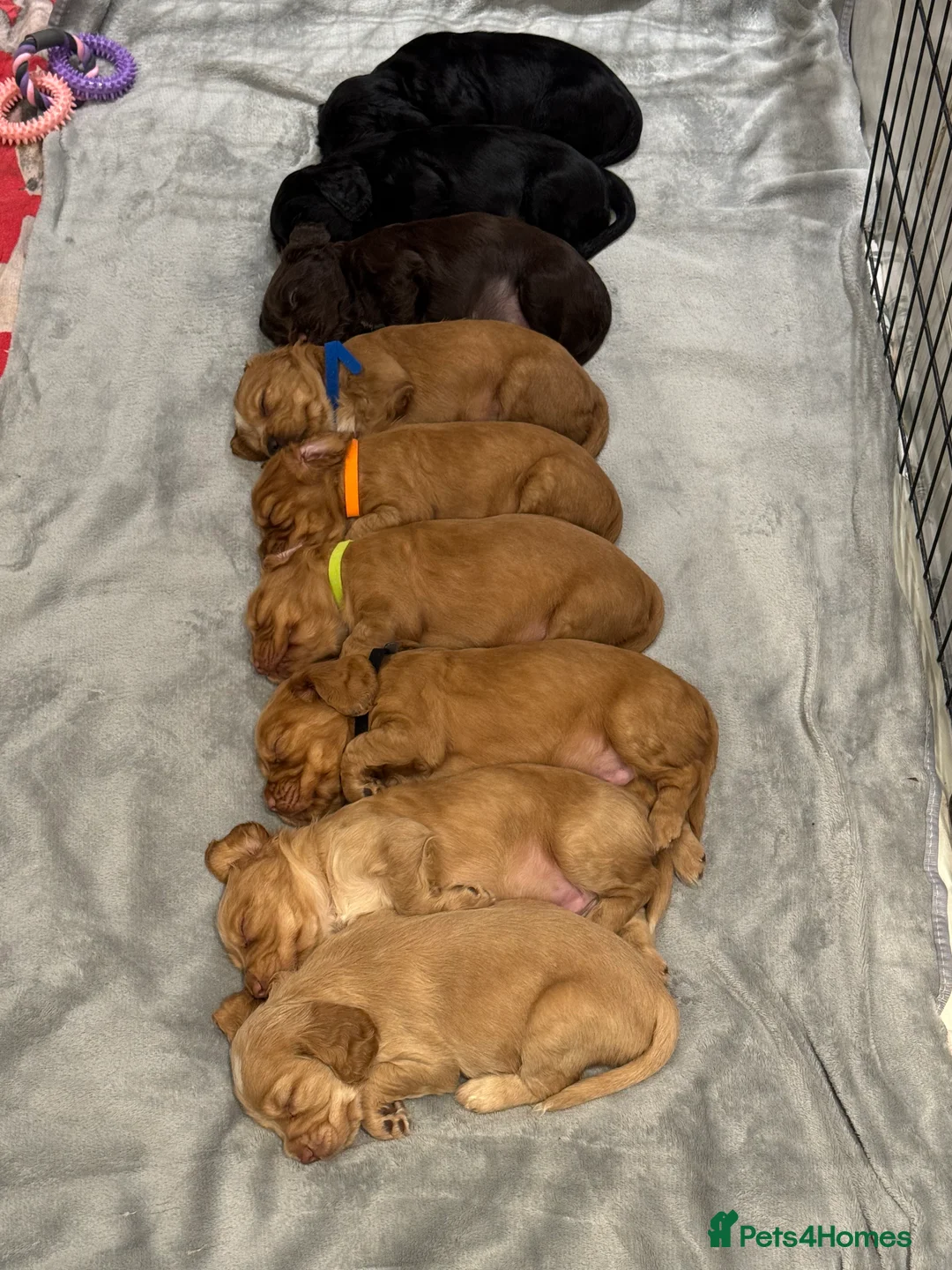 Cocker Spaniel dogs for sale: Adorable cocker spaniel puppies - Advert 2