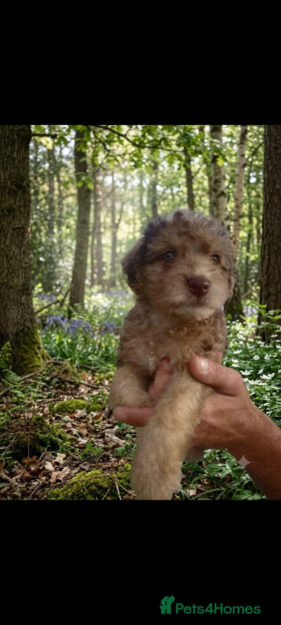 Mixed Breed dogs for sale: Adorable Patpoos in Leeds - Advert 2
