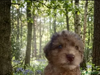 Mixed Breed dogs Adorable Patterpoos - Advert 1