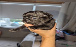 Pug dogs for sale: Pug puppies  - Image 14