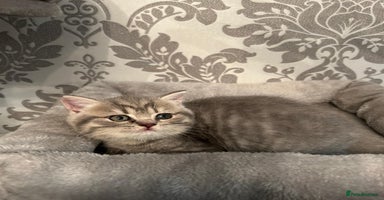 British Shorthair cats - Advert 13