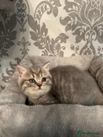 British Shorthair cats - Advert 13