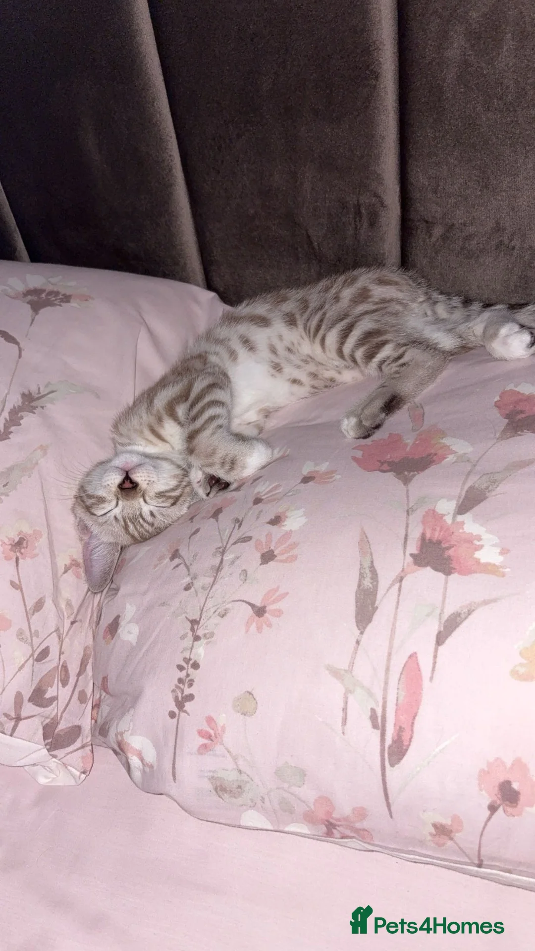 Mixed Breed cats for sale: Beautiful Bengal boy - Advert 2