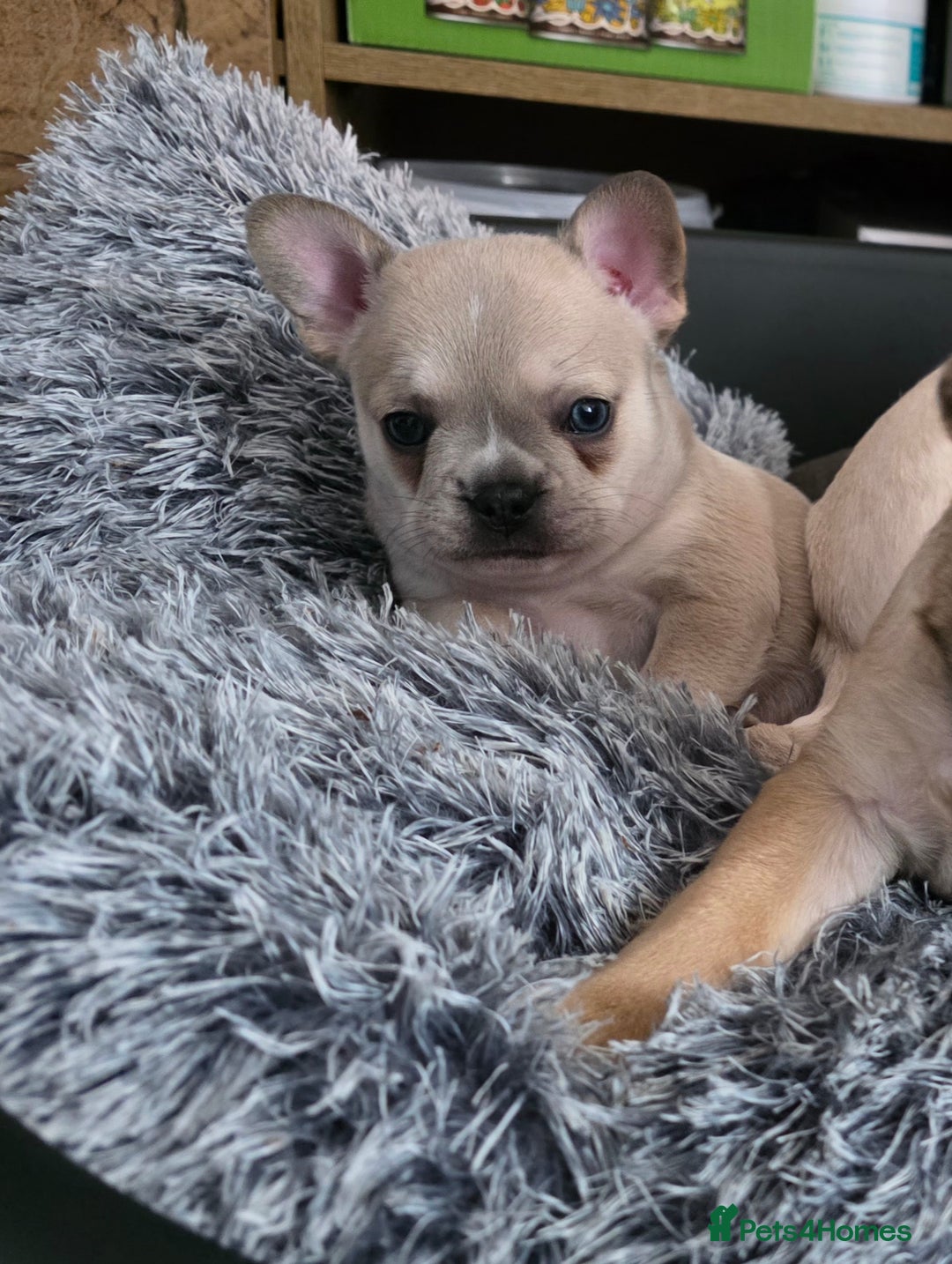 Mixed Breed dogs for sale: Frenchie x chihuahua - Image 1