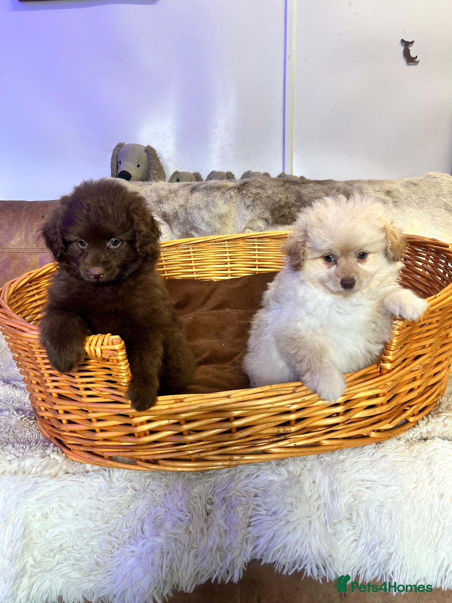 Pomapoo dogs Pure Fluff  Balls Pomapoos  - Advert 1