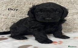 Australian Labradoodle dogs for sale: Stunning Australian Labradoodles  - Image 5