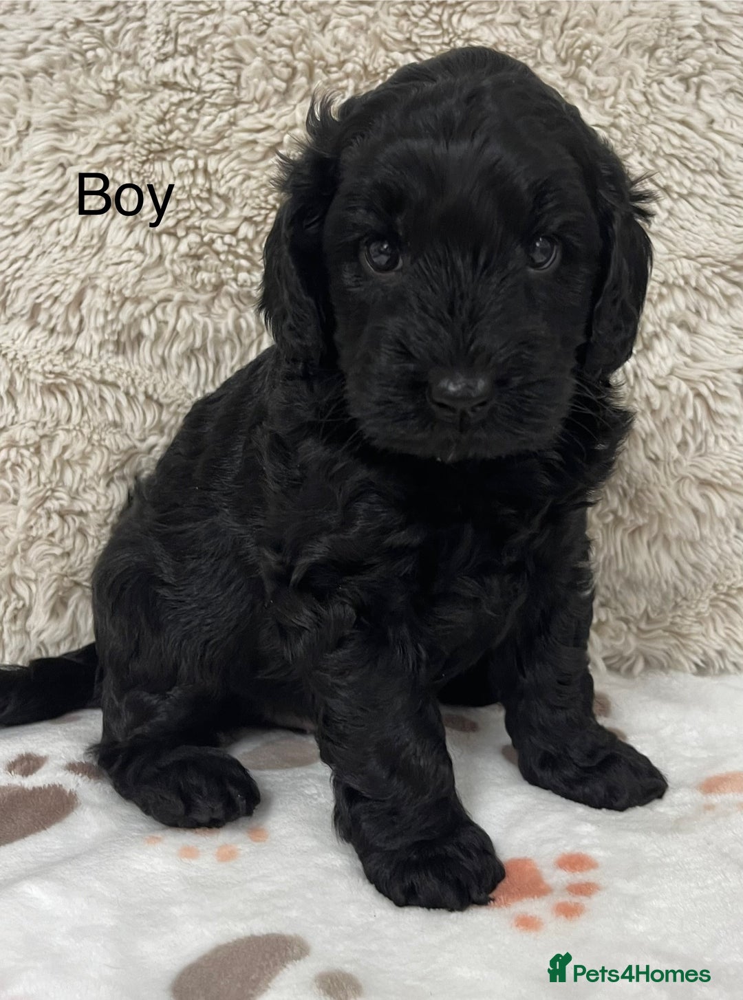 Australian Labradoodle dogs for sale: Stunning Australian Labradoodles  - Image 5