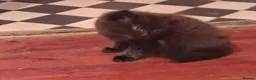 Mixed Breed cats for sale: 2 BLACK Fluffy (Longhaired)  - 3 boys 1 girl - Advert 7