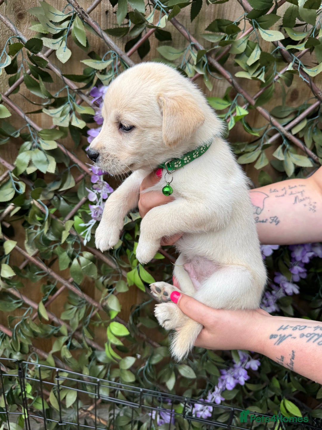 Mixed Breed dogs for sale: Beautiful Puppies looking for their forever home♥️ - Image 20