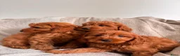 Cavapoo dogs for sale: Last 3 Beautiful F1b Cavapoo (Fox-Red) - Advert 4