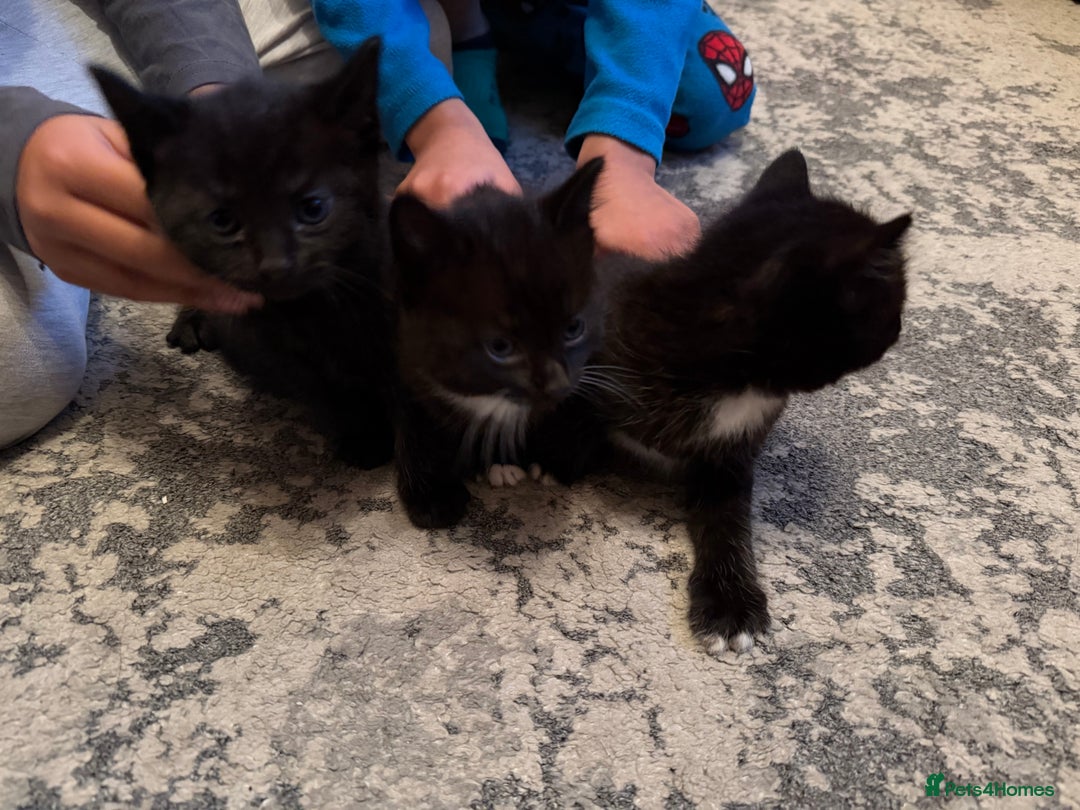 Mixed Breed cats for sale: Beautiful Mix Breed Kittens - Advert 6