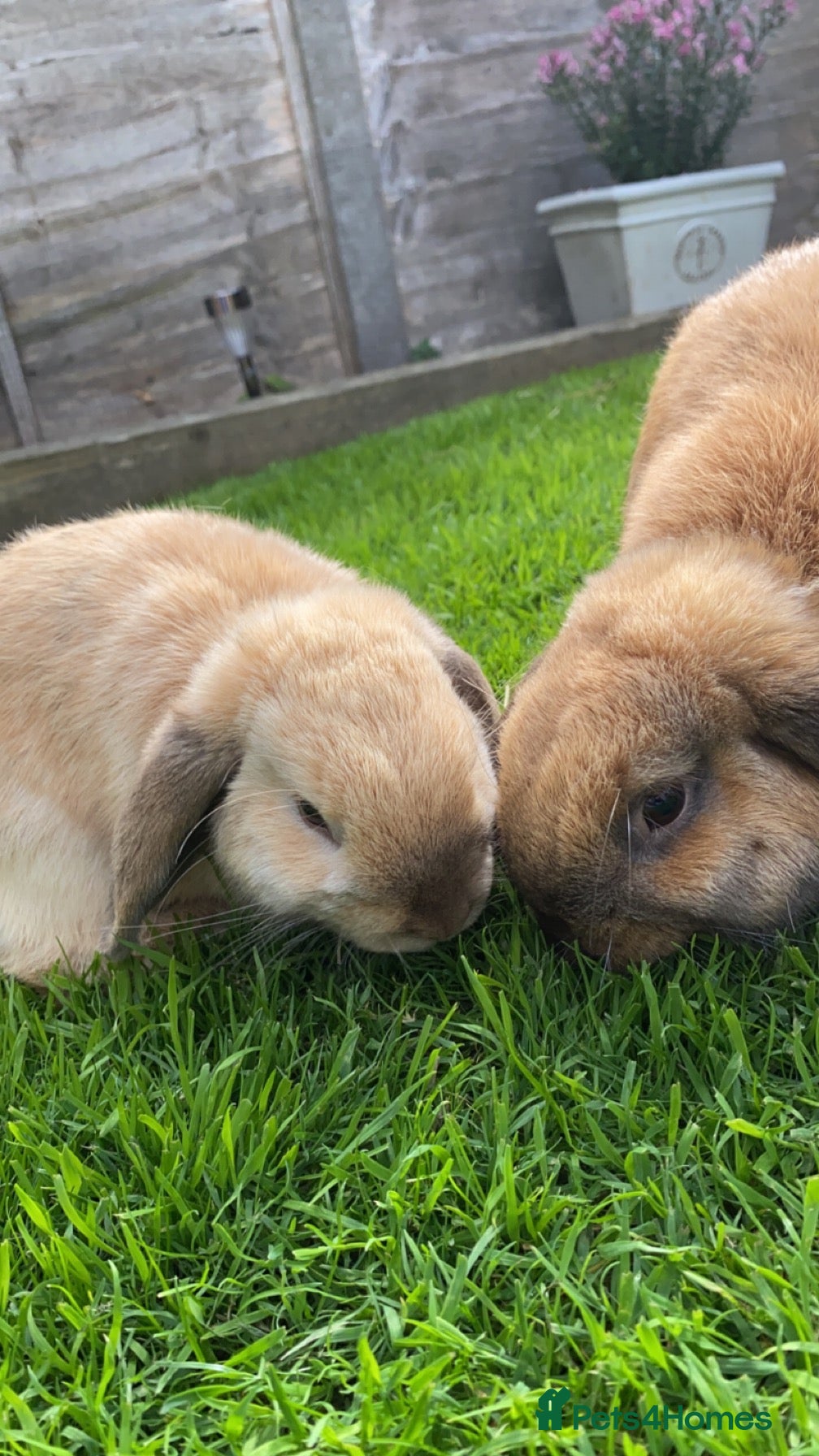 Mini Lop rabbits 2 Mini Lops for short or long term foster - Advert 1