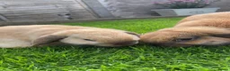 Mini Lop rabbits for sale: 2 Mini Lops for short or long term foster in Bath - Advert 1