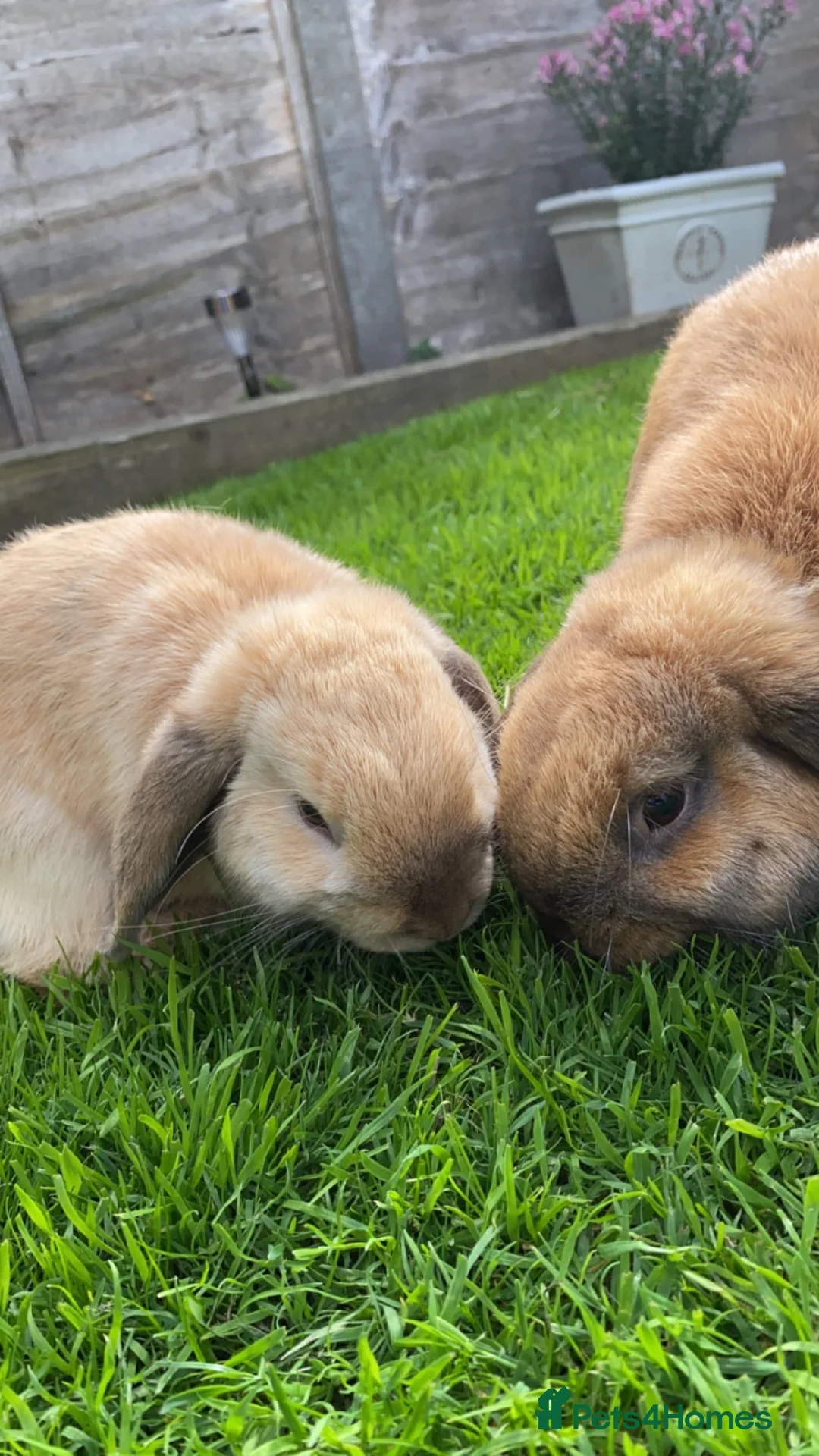 Mini Lop rabbits for sale: 2 Mini Lops for short or long term foster in Bath - Advert 1