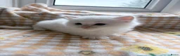Ragdoll cats for sale: TICA Registered Ragdoll Kittens - Advert 17
