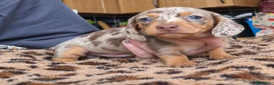 Miniature Dachshund 5 AVAILABLE