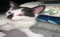 Mixed Breed cats for sale: 4 beautiful male kittens needing homes - Image 7