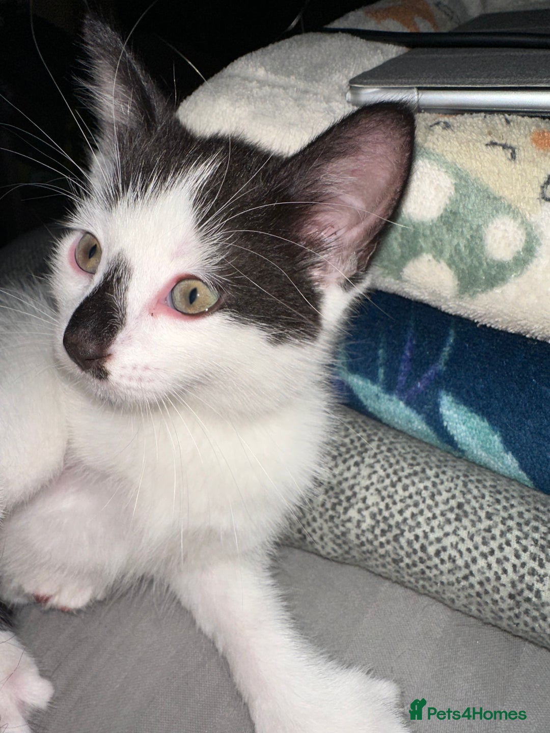 Mixed Breed cats for sale: 4 beautiful male kittens needing homes - Image 7