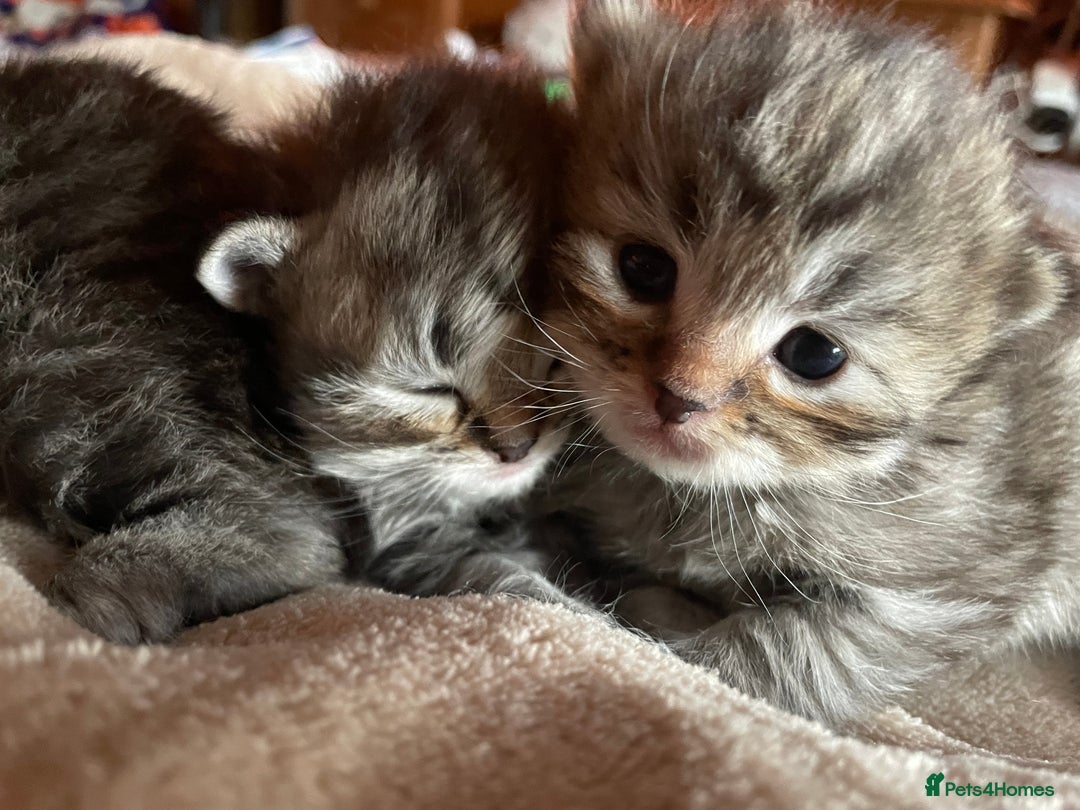 Siberian cats for sale: Ragdoll x Siberian  - Advert 11