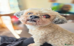 Shihpoo dogs for sale: Elderly Dog for Rehoming - Image 4