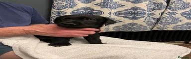 Labrador Retriever 1 (Black male)