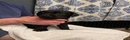 Labrador Retriever dogs for sale: Beautiful litter of Labrador Retriever puppies in Gloucester - Advert 14