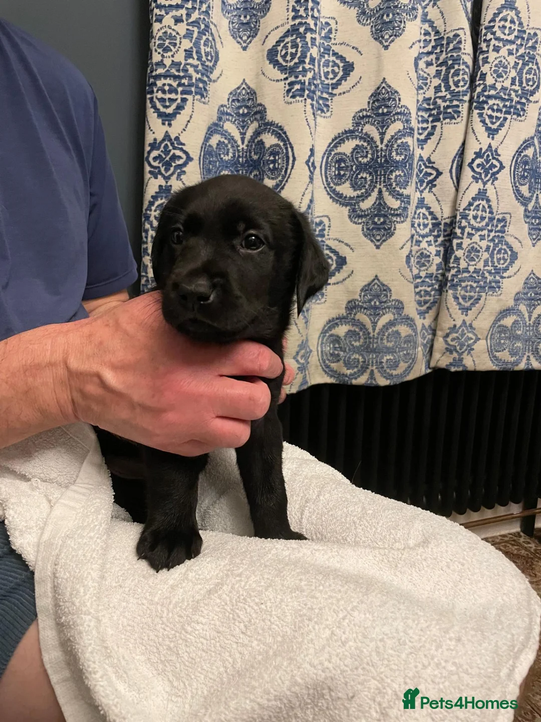 Labrador Retriever dogs for sale: Beautiful litter of Labrador Retriever puppies in Gloucester - Advert 14
