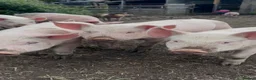 Pig livestock for sale: Large White Cross Weaners - Advert 2