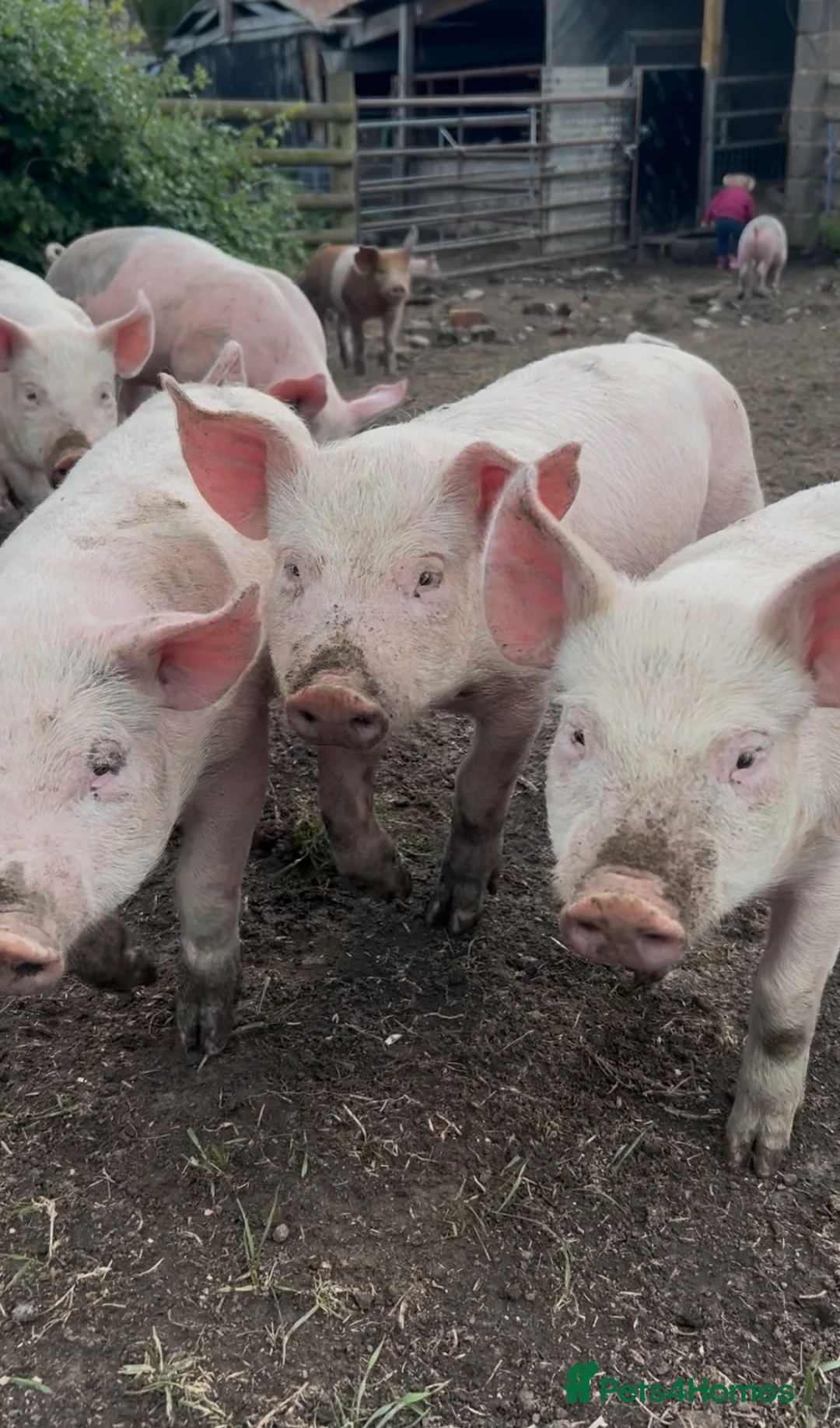 Pig livestock for sale: Large White Cross Weaners - Advert 2