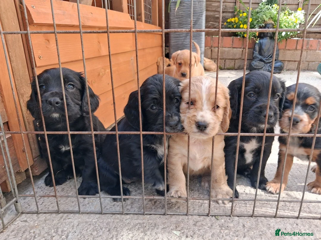 Cocker Spaniel dogs for sale: Beautiful Cocker spaniel  - Advert 1