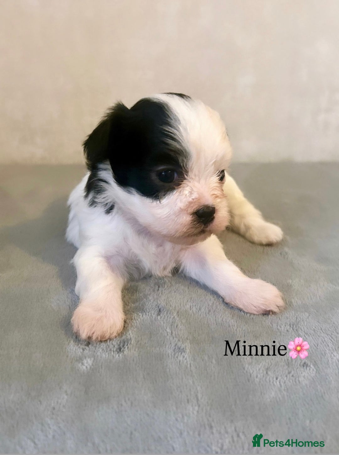 Shihpoo dogs for sale: Gorgeous Shihpoos for sale  - Advert 13