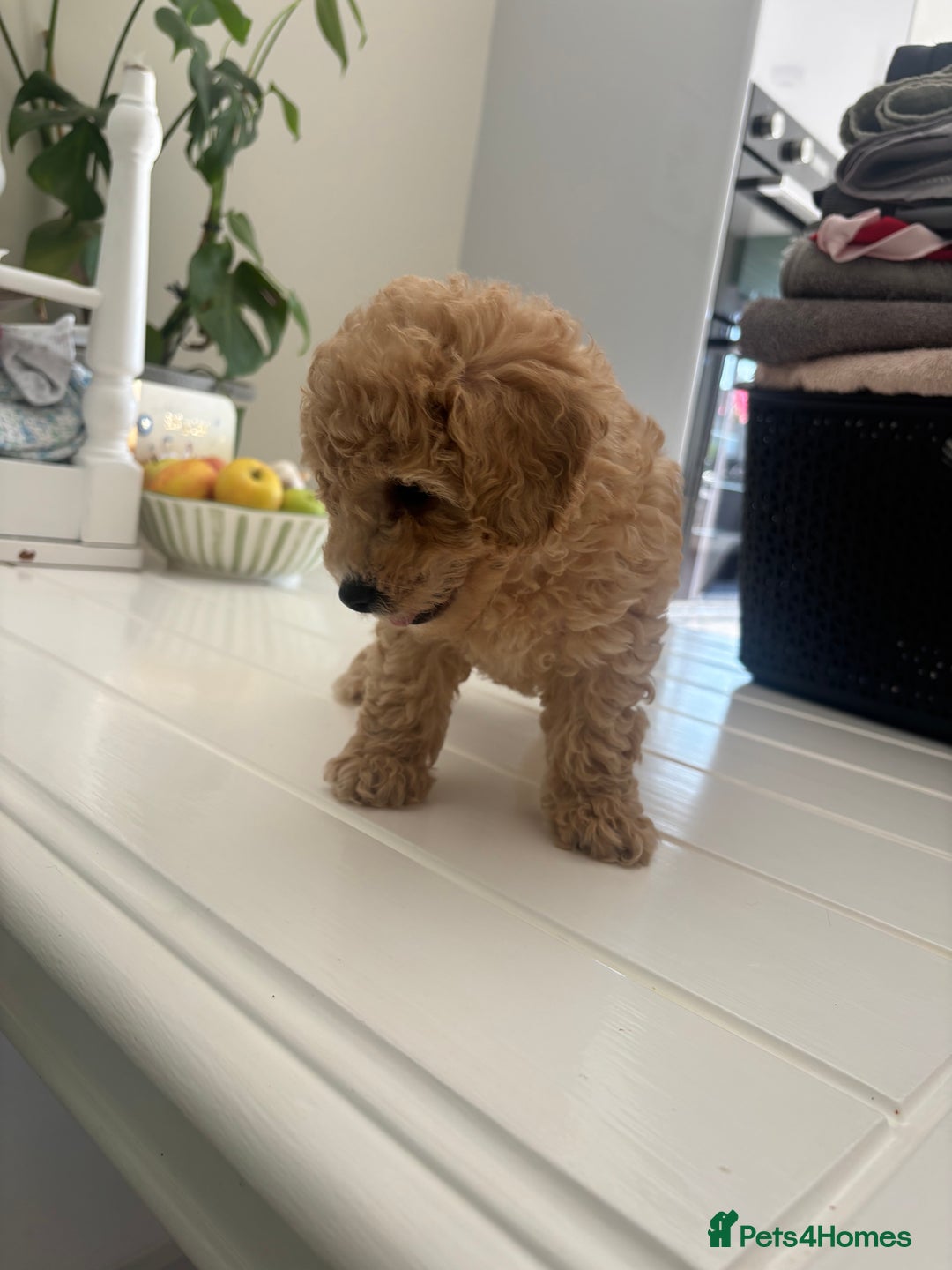 Toy Poodle dogs for sale: 🐾Tiny Toy poodle boy puppy last one🐾 - Advert 14