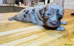 Cockapoo dogs for sale: Chocolate & Chocolate Merle Cockapoo Babies 🐾🐾🐾 - Image 4
