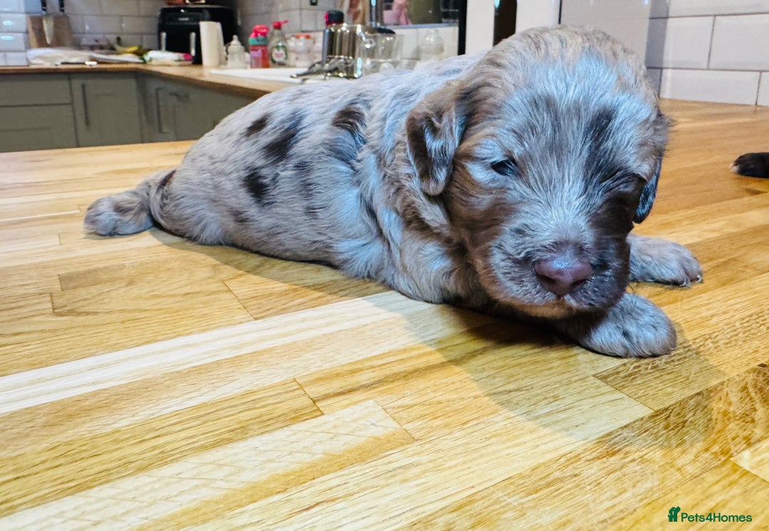 Cockapoo dogs for sale: Chocolate & Chocolate Merle Cockapoo Babies 🐾🐾🐾 - Image 4