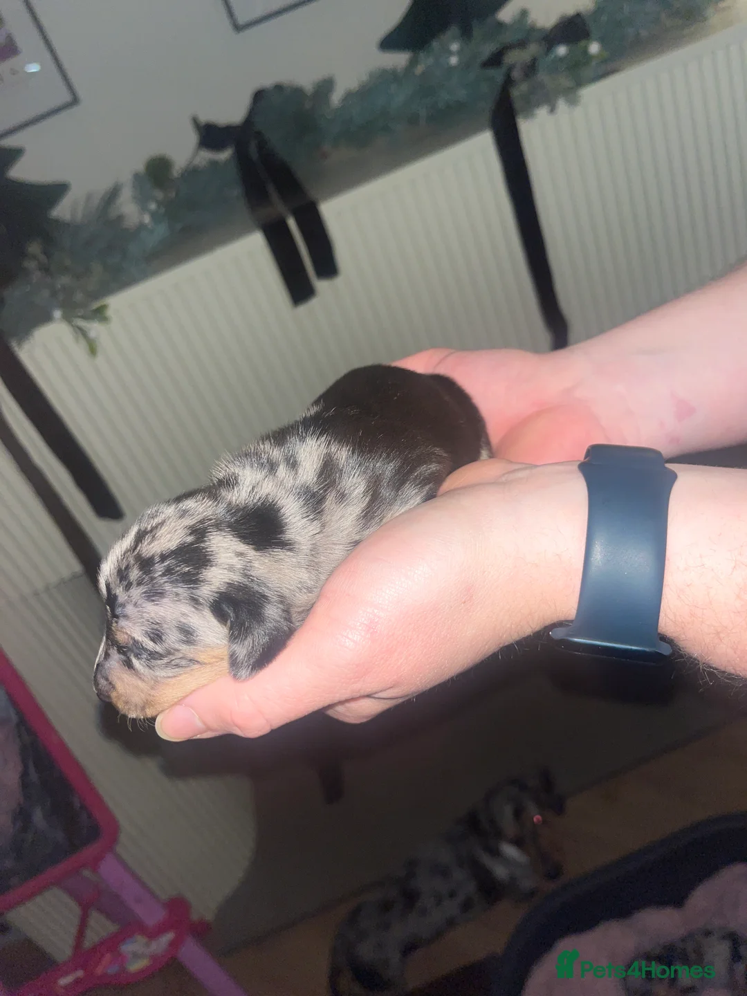 Dachshund dogs for sale: Dacshund Puppies - Advert 13