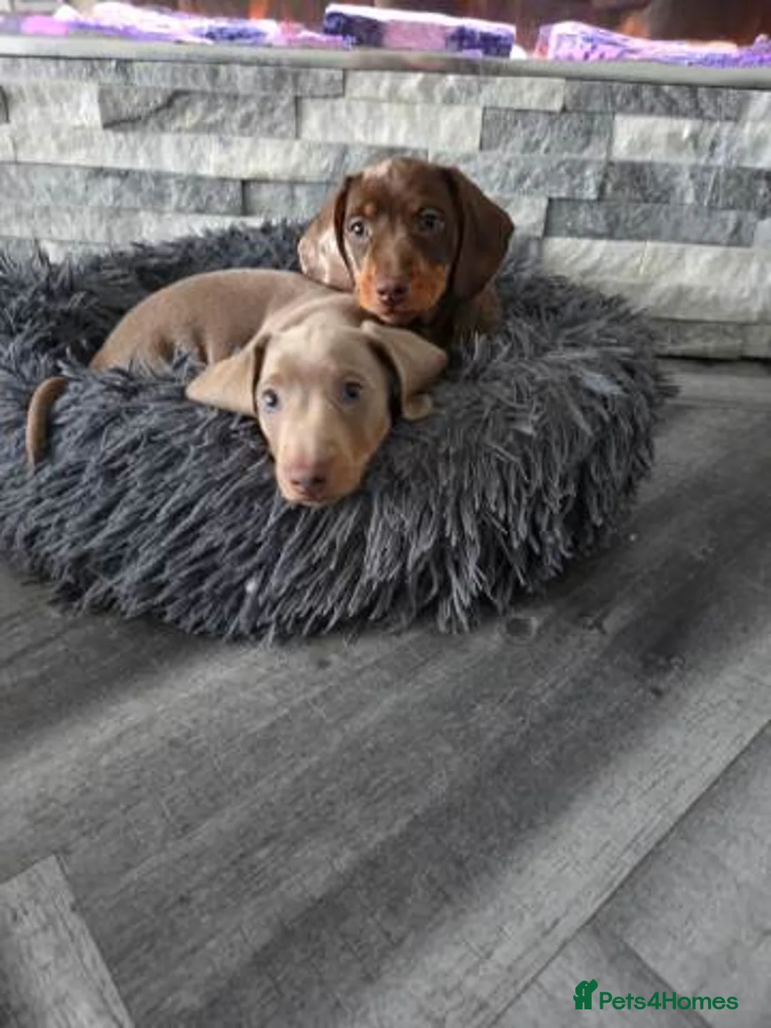 Miniature Dachshund dogs for sale: Adorable Miniature Dachshund Puppies  in Colchester - Advert 2