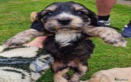 Cockapoo dogs for sale: Cockapoo puppies, ready to leave today.  in Otley - Image 5